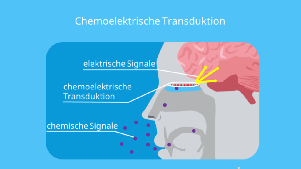 geruch in der nase den nur ich rieche