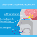 geruch in der nase den nur ich rieche