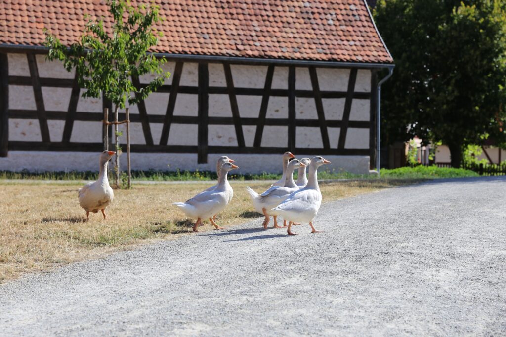 gina hanauer güstrow bauernhof