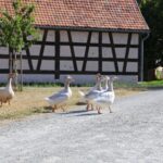 gina hanauer güstrow bauernhof